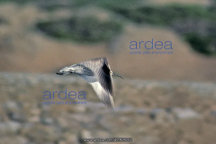 : Slender-billed Curlew - in flight : Slender-billed Curlew - in flight