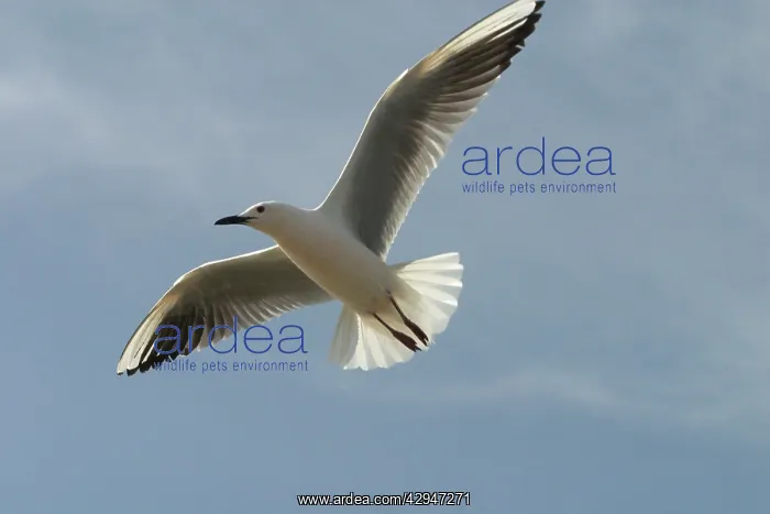  : Slender-billed Gull - In flight