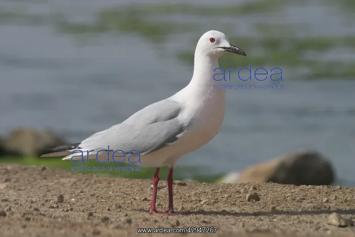 : Slender-billed Gull standing on ground : Slender-billed Gull standing on ground