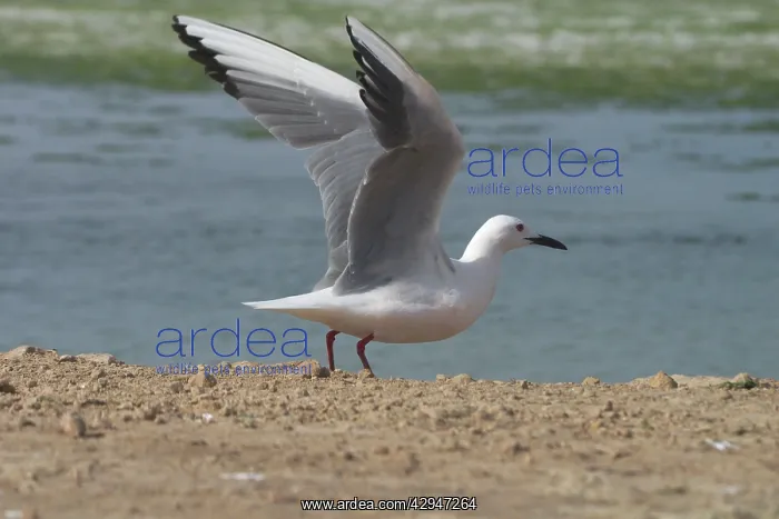 : Slender-billed Gull, wings outstretched / raised : Slender-billed Gull, wings outstretched / raised
