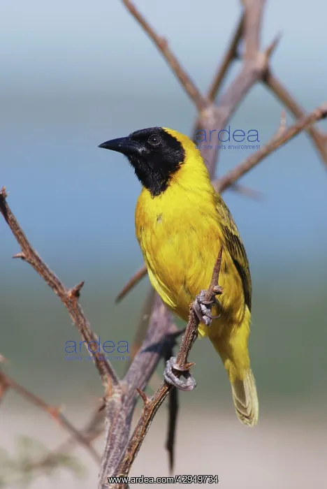 : Slender Billed Weaver - Male on branch : Slender Billed Weaver - Male on branch