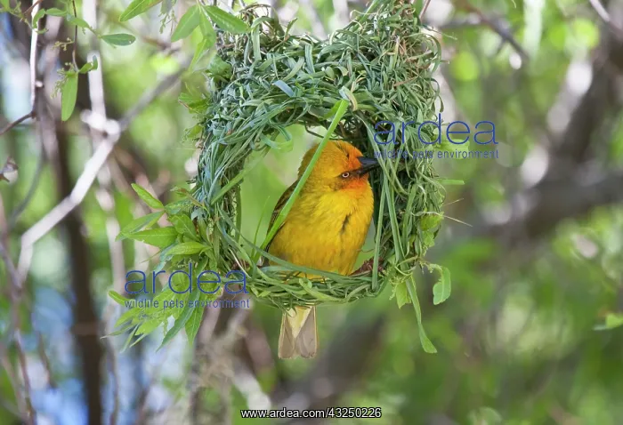 : Slender-billed Weaver (Ploceus pelzelni) : Slender-billed Weaver (Ploceus pelzelni)