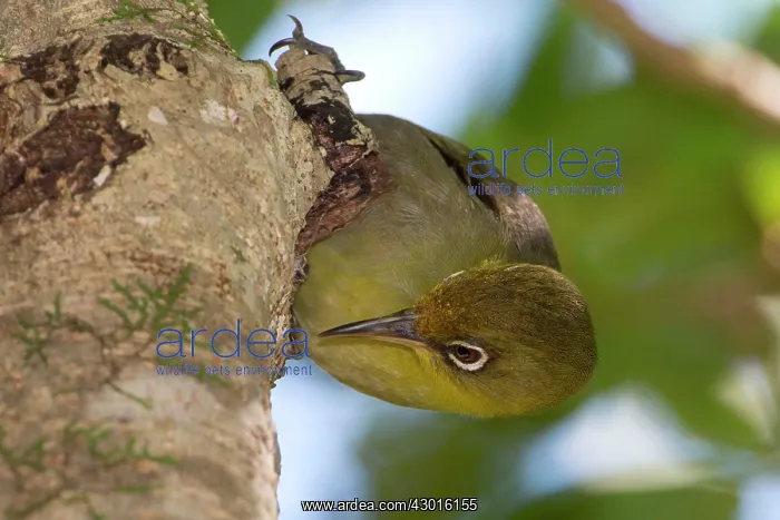 : Slender-billed White-eye probing for food : Slender-billed White-eye probing for food