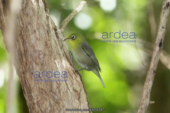 : Slender-billed White-eye typically searching tree trunk : Slender-billed White-eye typically searching tree trunk