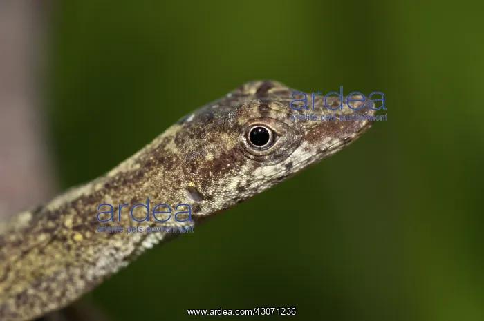 : Slender (brown-eared) Anole : Slender (brown-eared) Anole