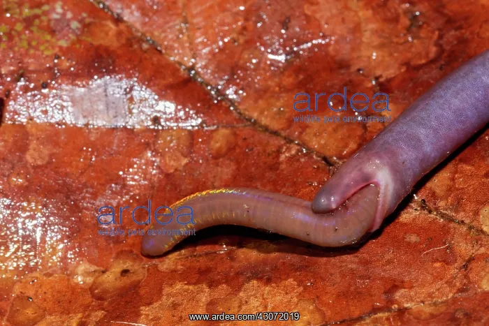 : Slender Caecilian (Caecilia gracilis) eating a tropical : Slender Caecilian (Caecilia gracilis) eating a tropical