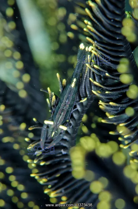 : Slender Crinoid Shrimp : Slender Crinoid Shrimp