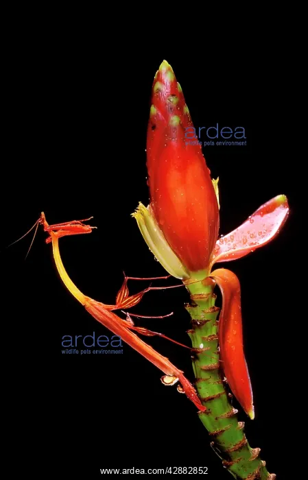 : Slender Flower Mantis : Slender Flower Mantis