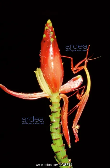 : Slender Flower Mantis : Slender Flower Mantis