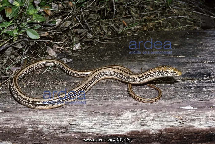 : Slender Glass Lizard : Slender Glass Lizard