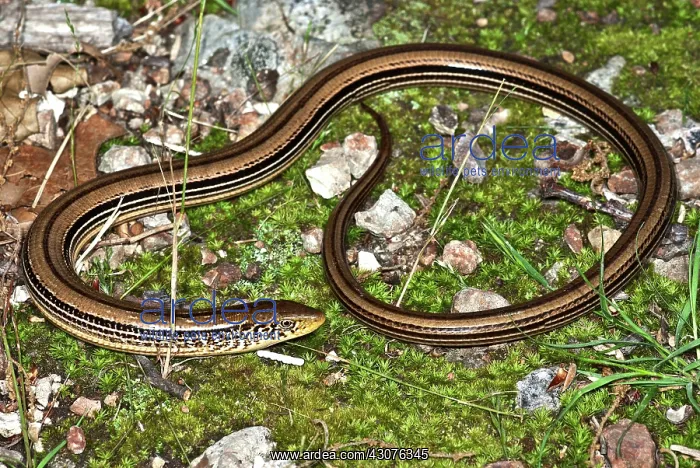 : Slender Grass Lizard : Slender Grass Lizard
