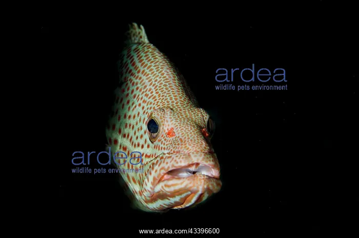 : Slender Grouper : Slender Grouper