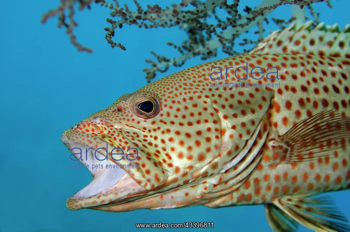 : Slender Grouper : Slender Grouper