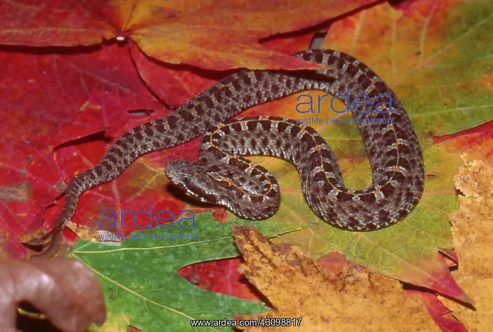 : Slender Hognose Viper : Slender Hognose Viper