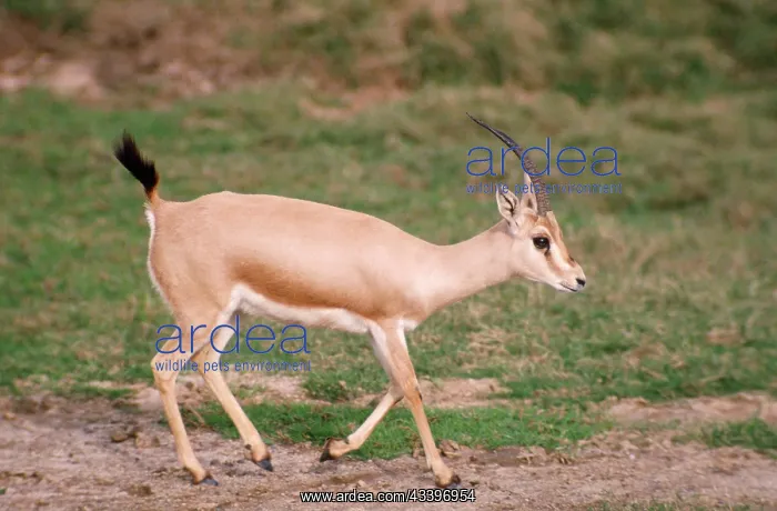  : Slender-horned  /  Rhim  /  Sand Gazelle