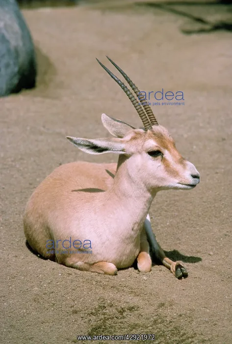 : Slender-horned / Rhim / Sand Gazelle - endangered, female : Slender-horned / Rhim / Sand Gazelle - endangered, female