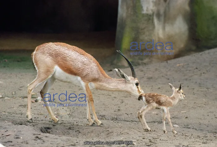 : Slender-horned / Rhim / Sand Gazelle - female with : Slender-horned / Rhim / Sand Gazelle - female with
