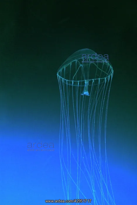 : Slender Jellyfish, north Pacific Ocean : Slender Jellyfish, north Pacific Ocean