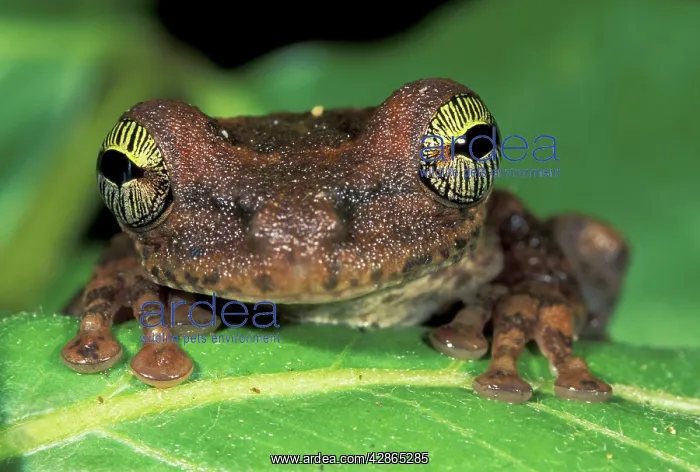  : Slender-legged Treefrog - Giant Broad-headed Treefrog