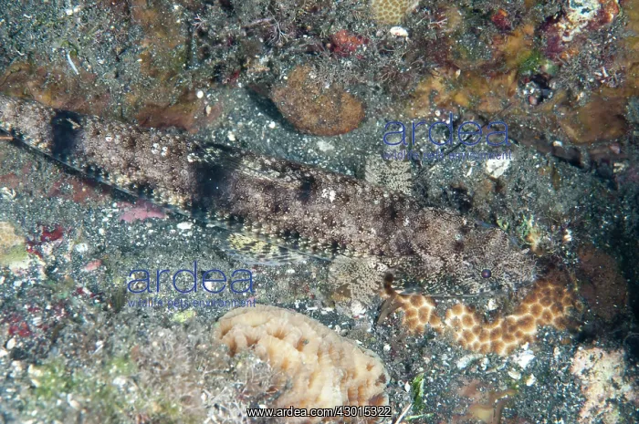 : Slender Lizardfish : Slender Lizardfish