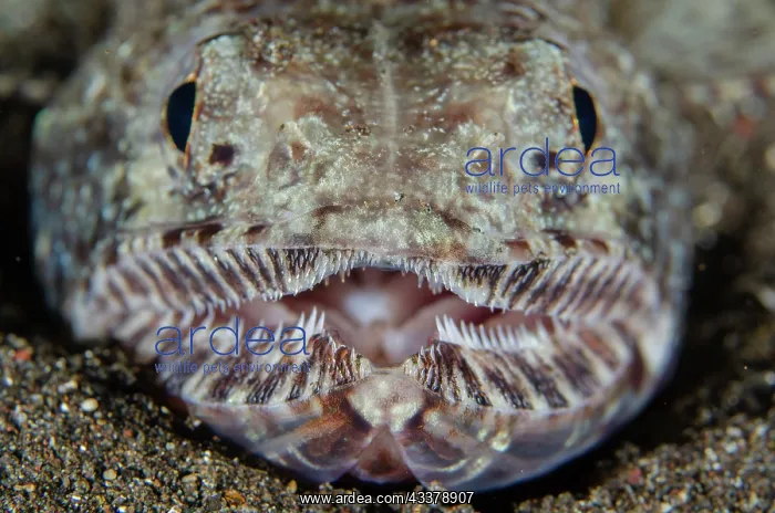 : Slender Lizardfish : Slender Lizardfish