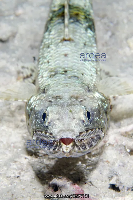 : Slender Lizardfish - night dive - NusaBay Menjangan Hotel ho : Slender Lizardfish - night dive - NusaBay Menjangan Hotel ho