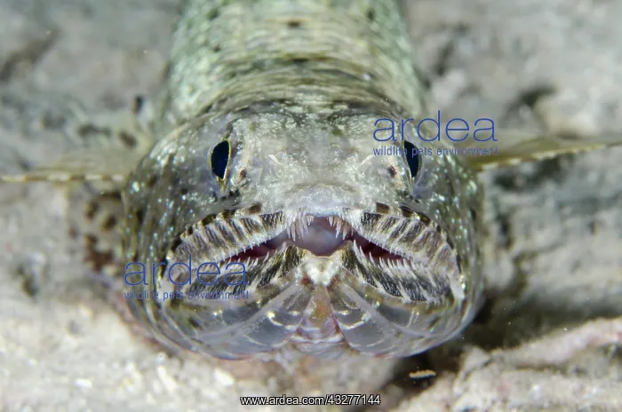 : Slender Lizardfish - night dive - NusaBay Menjangan Hotel ho : Slender Lizardfish - night dive - NusaBay Menjangan Hotel ho