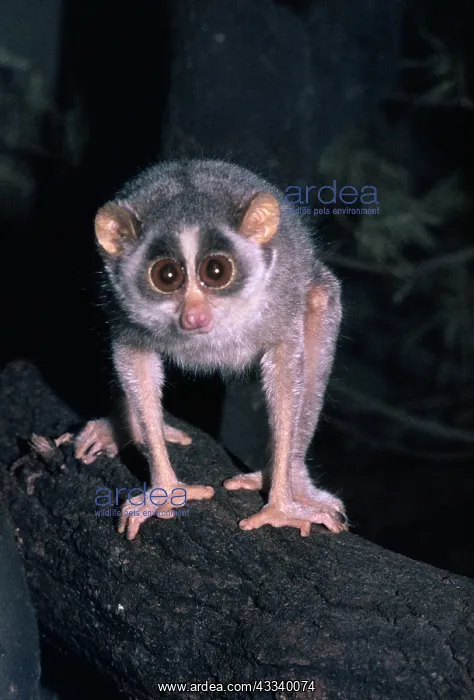: Slender LORIS : Slender LORIS