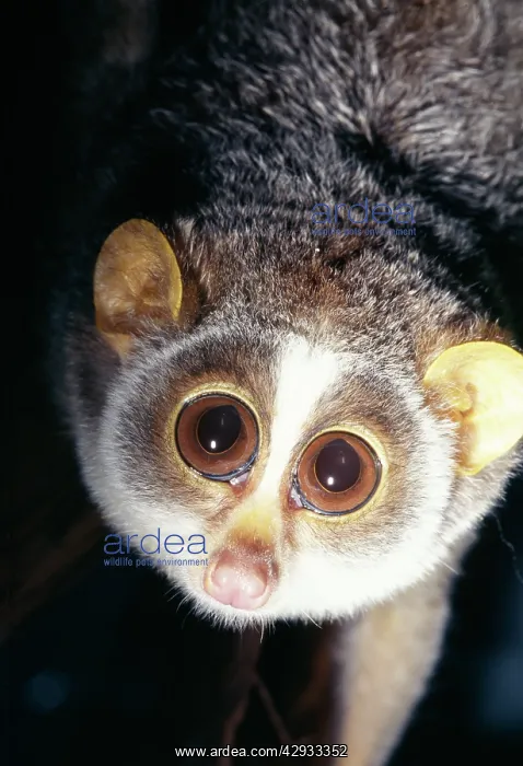 : SLENDER LORIS - close-up face : SLENDER LORIS - close-up face