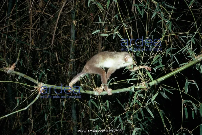 : Slender Loris - In tree : Slender Loris - In tree