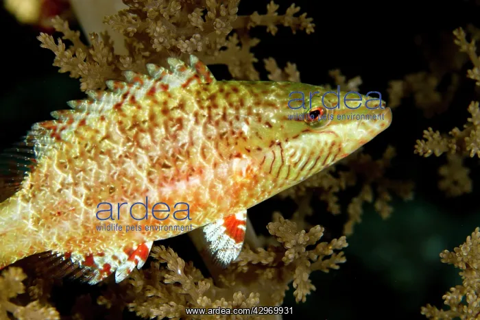 : Slender Maori Wrasse : Slender Maori Wrasse