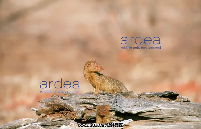 : Slender Mongoose : Slender Mongoose