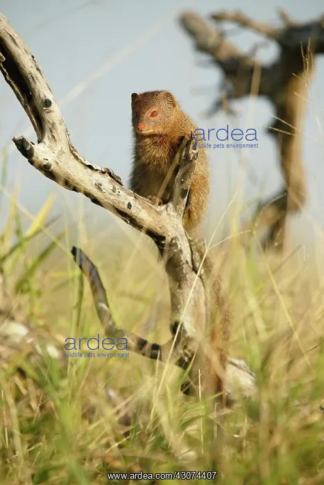  : Slender Mongoose