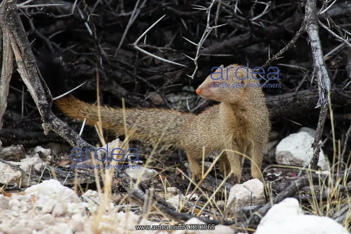 : Slender mongoose : Slender mongoose