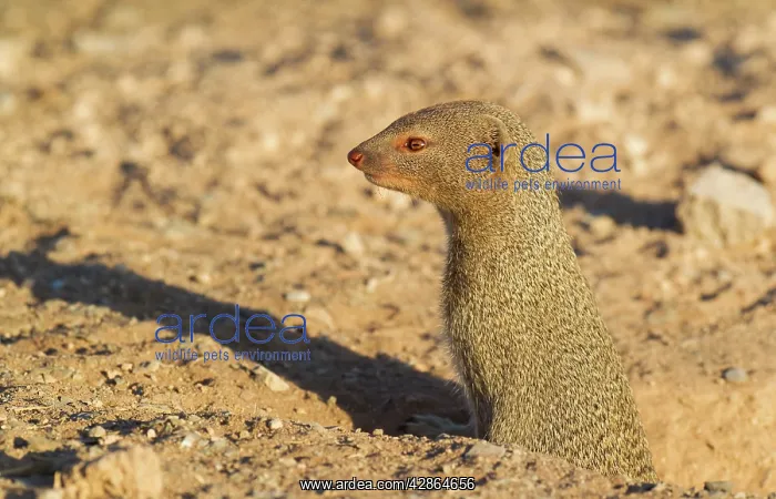 : Slender Mongoose - at its burrow : Slender Mongoose - at its burrow