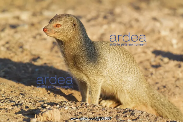 : Slender Mongoose - at its burrow : Slender Mongoose - at its burrow