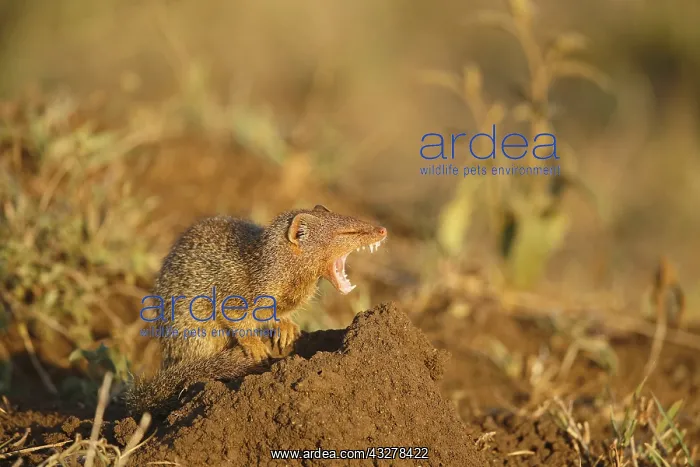  : Slender Mongoose (Galerella sanguine) adult yaw