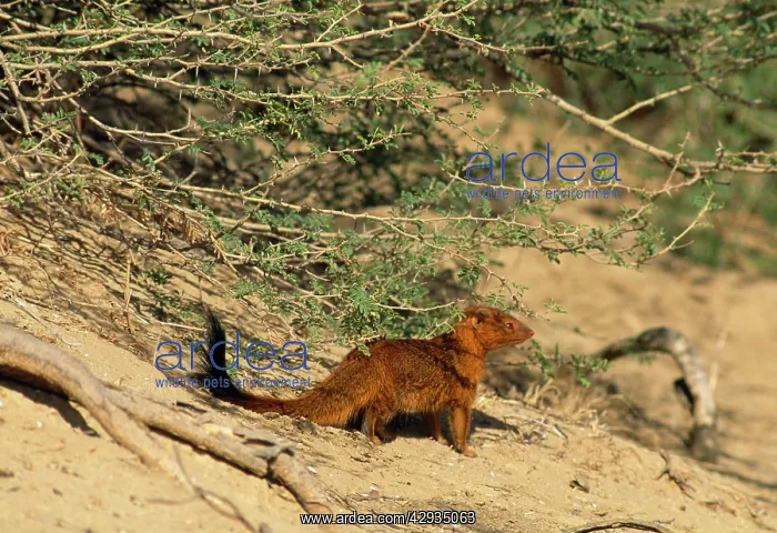 : Slender Mongoose - red phase : Slender Mongoose - red phase