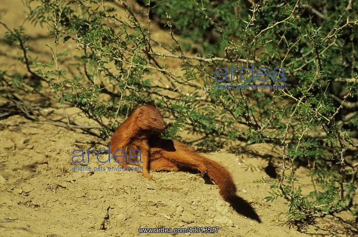  : Slender Mongoose - red phase