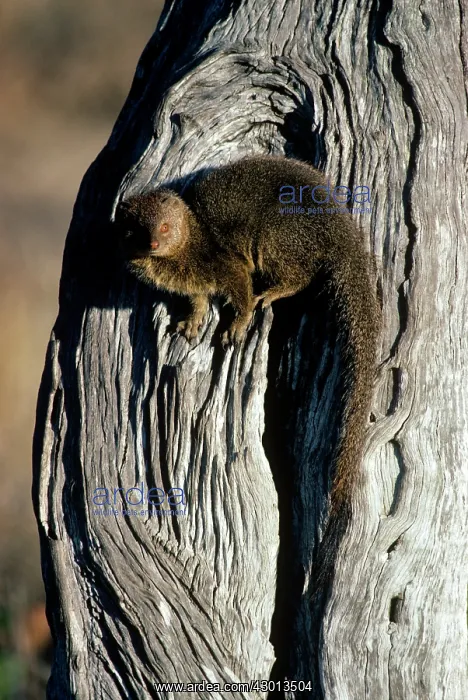 : Slender Mongoose - on a tree trunk : Slender Mongoose - on a tree trunk