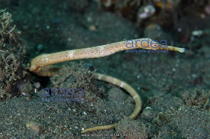 : Slender Pipefish - Melasti dive site, Amed, Karangasem : Slender Pipefish - Melasti dive site, Amed, Karangasem