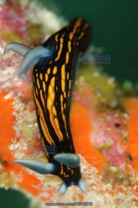 : Slender Roboastra Nudibranch Wainilu dive site : Slender Roboastra Nudibranch Wainilu dive site