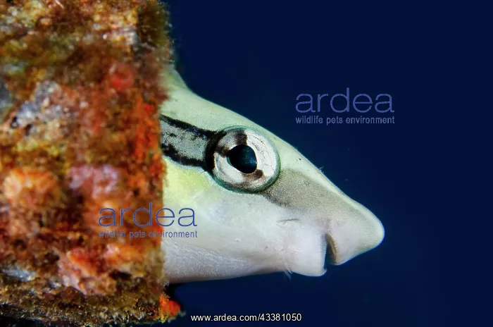 : Slender Sabretooth Blenny - in bottle - Boga Wreck : Slender Sabretooth Blenny - in bottle - Boga Wreck