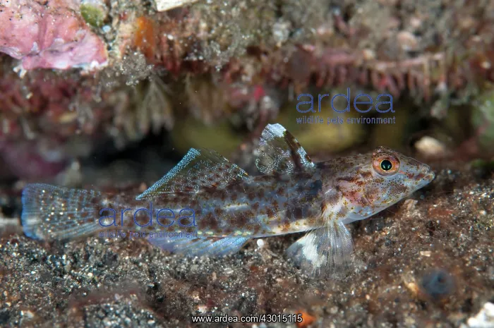  : Slender Sandgoby