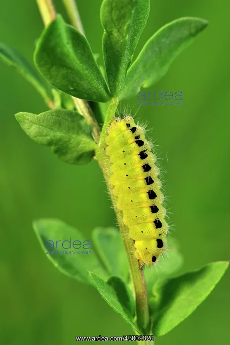 : Slender Scotch Burnet caterpillar : Slender Scotch Burnet caterpillar