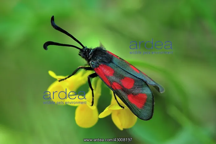  : Slender Scotch Burnet on horseshoe vetch