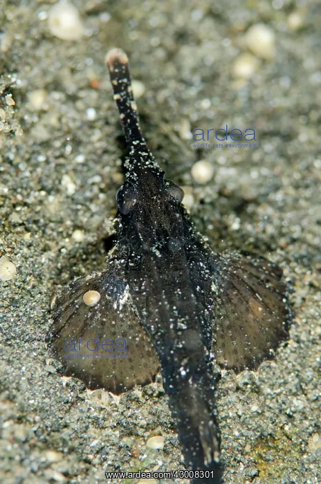 : Slender Sea Moth on black sand Joleha dive site : Slender Sea Moth on black sand Joleha dive site