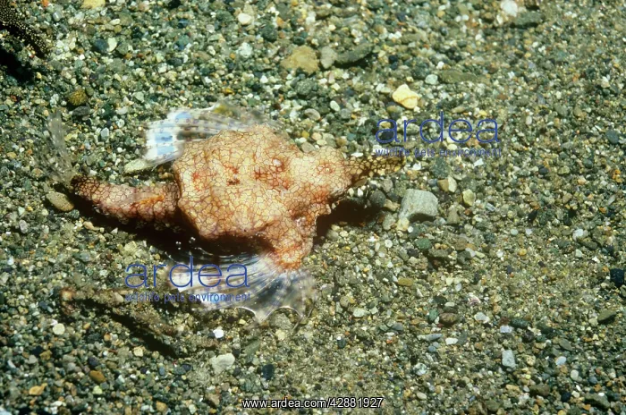 : Slender SEA MOTH / Dragonfish - Female : Slender SEA MOTH / Dragonfish - Female