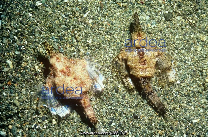 : Slender SEA MOTH / Dragonfish - Male and female : Slender SEA MOTH / Dragonfish - Male and female