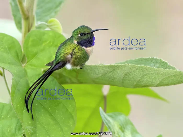 : Slender Sheartail (Doricha enicura), male, Guatemala : Slender Sheartail (Doricha enicura), male, Guatemala